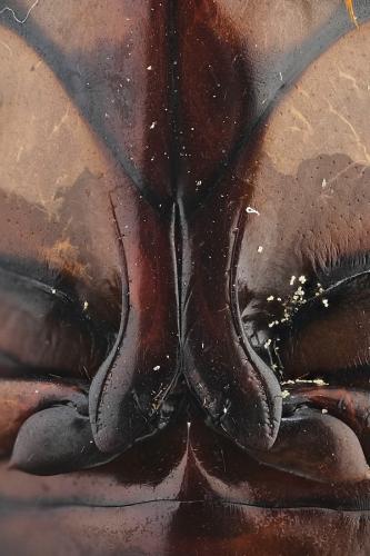 Dytiscus pisanus